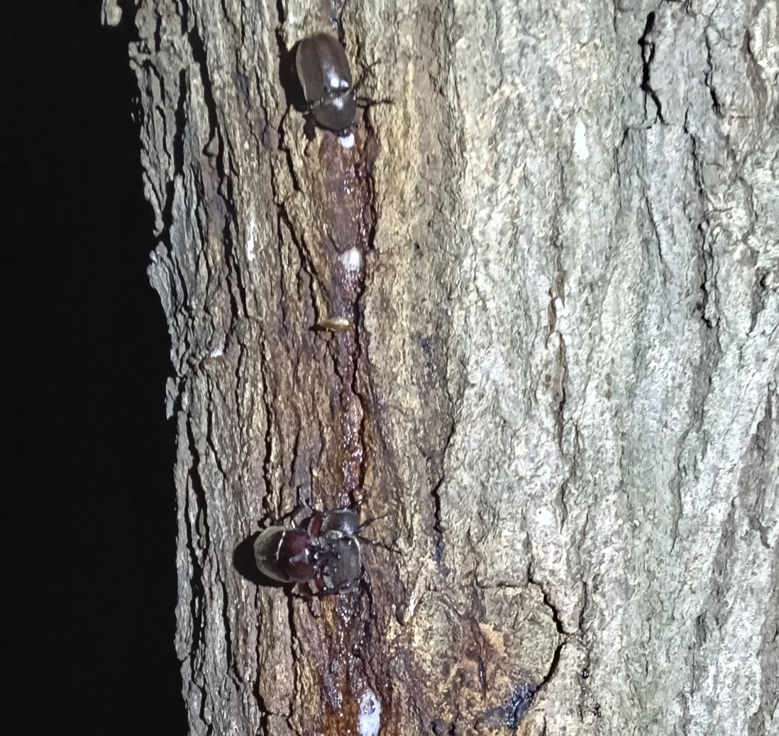 木に集まる複数のカブトムシ